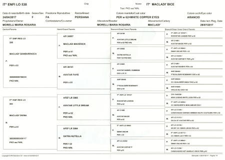 Ahnentafel kl. Bice